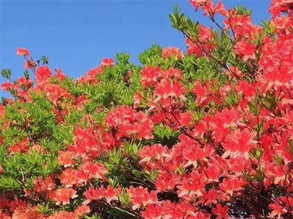 康拓2019春季小黃山團建之旅